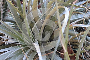 Deuterocohnia longipetala, South American Bromeliad species, South american species, Native ornamental species photo