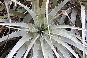 Deuterocohnia longipetala, South American Bromeliad species, South american species, Native ornamental species photo