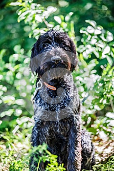 Deutsch-Drahthaar dog handsome lies in green grass, beautiful dog portrait in summer