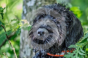 Deutsch-Drahthaar dog handsome lies in green grass, beautiful dog portrait in summer