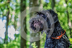 Deutsch-Drahthaar dog handsome lies in green grass, beautiful dog portrait in summer