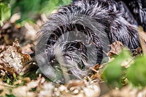 Deutsch-Drahthaar dog handsome lies in green grass, beautiful dog portrait in summer