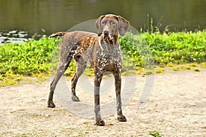 Deutsch Kurzhaar dog