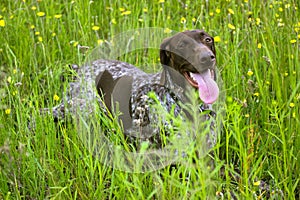 Deutsch kurzhaar dog in grass A large breed of hunting dogs. Canine animal pet.