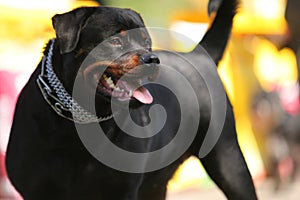 Deutsch Rottweiler Guard Dog