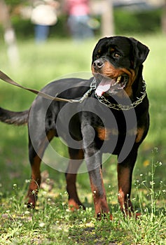 Deutsch Rottweiler Guard Dog photo