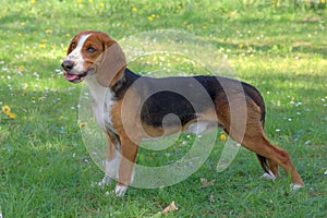 Deutsche Bracke dog on a green grass lawn photo