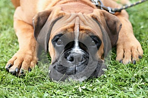 Deutscher Boxer on a green grass lawn