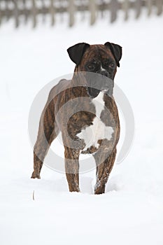 Deutscher Boxer in winter