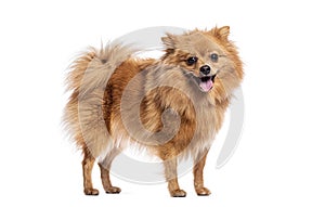 Deutscher spitz klein standing and panting on white background