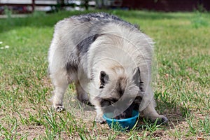 Deutscher wolfspitz is drinking water from dog bowl. Keeshond or german spitz