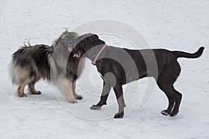 Deutscher wolfspitz and italian mastiff puppy are standing in the winter park. Pet animals