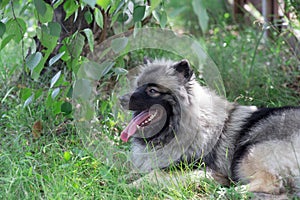 Deutscher wolfspitz is lying on a green meadow. Keeshond or german spitz. Pet animals