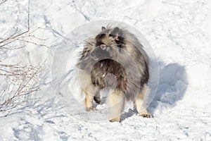 Deutscher wolfspitz puppy is standing on a white snow in the winter park. Keeshond or german spitz. Pet animals