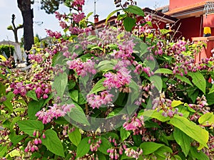 A deutzia bush with pink flowers