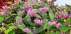 A deutzia bush with pink flowers.