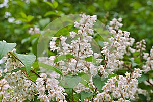 Deutzia crenata, white shrub
