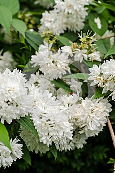 Deutzia flowers