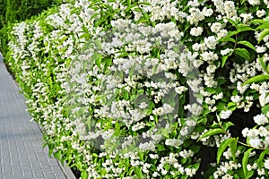 Deutzia gracilis (Japanese snow