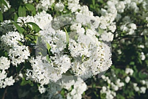 Deutzia lemoinei plant. Many small white flowers on a bush in spring park