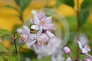 Deutzia Mont Rose