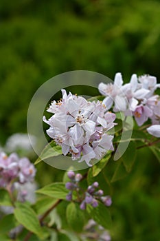 Deutzia Mont Rose