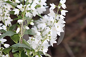 Deutzia plant branches in full blossom