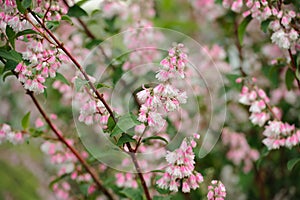 Deutzia Scabra Flowers on Shrub