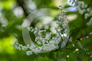 Deutzia scabra fuzzy pride of rochester white flowers in bloom, crenate flowering plants, shrub branches with green leaves