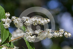 Deutzia scabra fuzzy pride of rochester white flowers in bloom, crenate flowering plants, shrub branches with green leaves