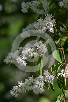 Deutzia scabra fuzzy pride of rochester white flowers in bloom, crenate flowering plants, shrub branches with green leaves