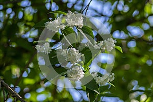 Deutzia scabra fuzzy pride of rochester white flowers in bloom, crenate flowering plants, shrub branches with green leaves