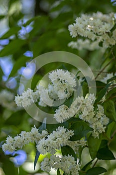Deutzia scabra fuzzy pride of rochester white flowers in bloom, crenate flowering plants, shrub branches with green leaves