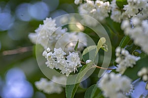 Deutzia scabra fuzzy pride of rochester white flowers in bloom, crenate flowering plants, shrub branches with green leaves