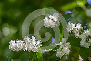 Deutzia scabra fuzzy pride of rochester white flowers in bloom, crenate flowering plants, shrub branches with green leaves