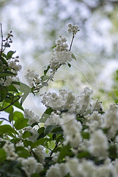 Deutzia scabra fuzzy pride of rochester white flowers in bloom, crenate flowering plants, shrub branches with green leaves