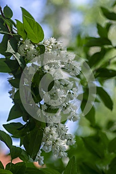 Deutzia scabra fuzzy pride of rochester white flowers in bloom, crenate flowering plants, shrub branches with green leaves