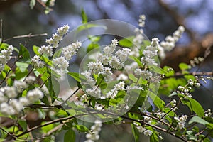 Deutzia scabra fuzzy pride of rochester white flowers in bloom, crenate flowering plants, shrub branches with green leaves