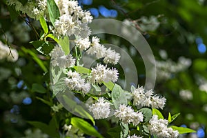 Deutzia scabra fuzzy pride of rochester white flowers in bloom, crenate flowering plants, shrub branches with green leaves photo