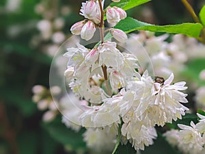 Deutzia scabra Plena: compendium of blooms in the garden in early summer