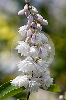 Deutzia scabra white pink double flowers in bloom, beautiful flowering ornamental shrub