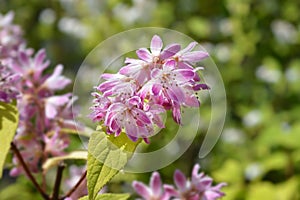 Deutzia Strawberry Fields