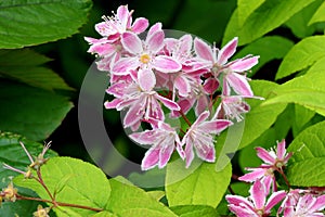 Deutzia `Yuki Cherry Blossom`