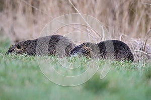 Deux marmottes qui cherche Ã  manger dans l\'herbe