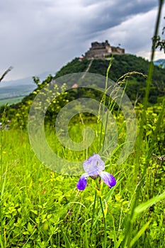 Landscape at the springtime with Deva citadel, Romania