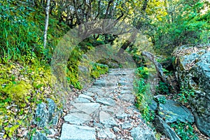 Devaria Tal Trek - Uttrakhand