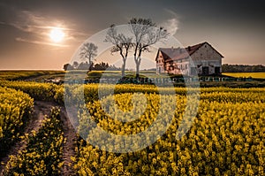 Devastated farm with hives on canola field