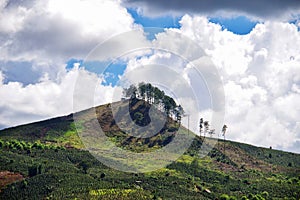 Devastated forests, only a few small trees on the mountain