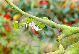 A Devastated Tomato / Tobacco Hornworm as host to parasitic braconid wasp eggs