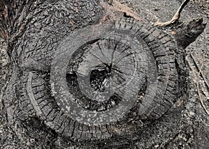 Devastation by a large forest fire